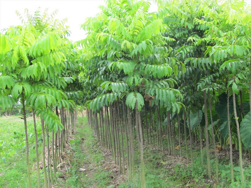 Cung cấp các loại giống cây ở Hà Tĩnh