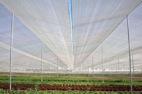 Thiết kế Thi công nhà kính màng lưới trồng rau sạch